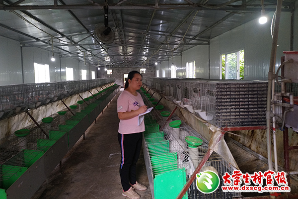 图为黄婷在兔场查看兔子生长情况。2.jpg