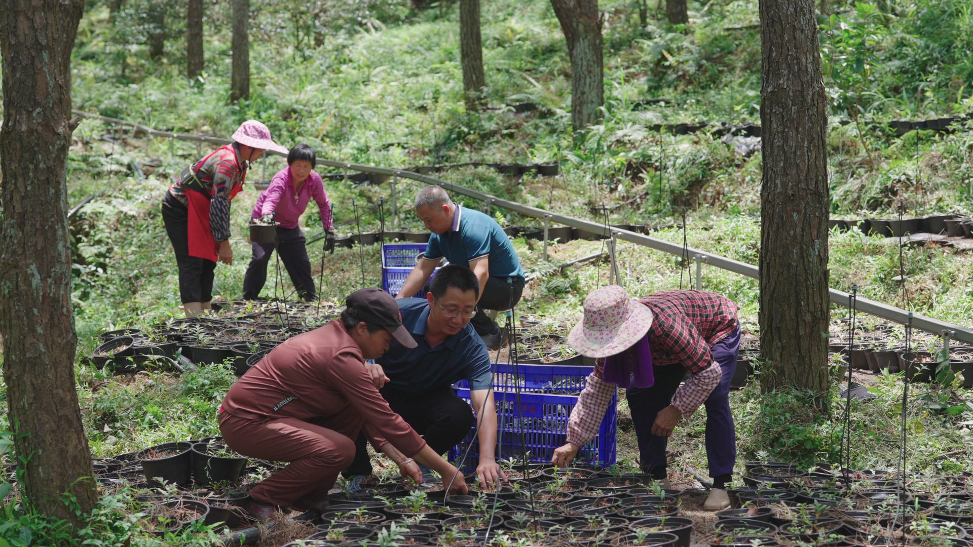村民在种植骨碎补 （白砂镇党委供图.jpg