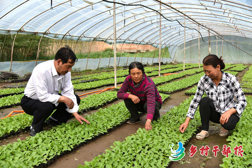 西宁市湟中区共和镇苏尔吉村党支部书记苏生成为农户指导蔬菜种植技术2.jpg