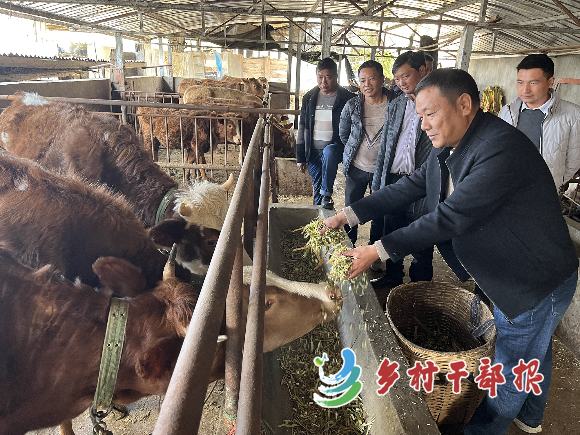 杨继安（右一）教村民们喂牛。2.jpg