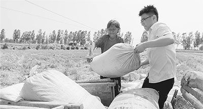 村官组织志愿队帮助农家收小麦