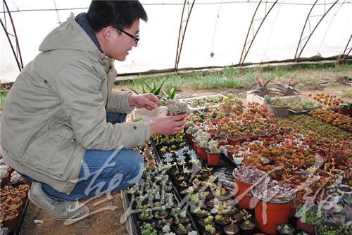 黄骅大学生村官做“花匠”种植多肉植物“萌萌哒”
