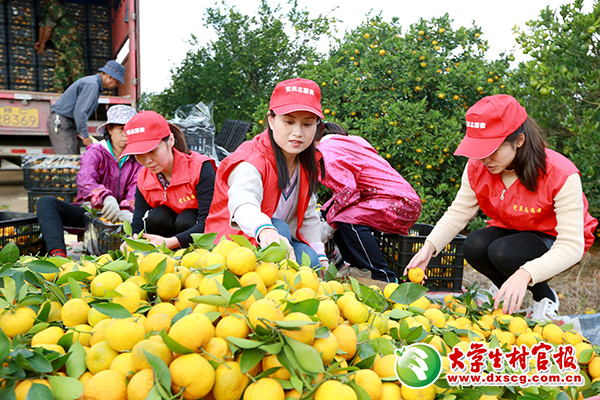 秋收时节，江西省峡江县大学生村官组成服务队帮扶困难群众。图为金坪乡大学生村官帮助村民采收蜜橘。 陈福平摄2.jpg