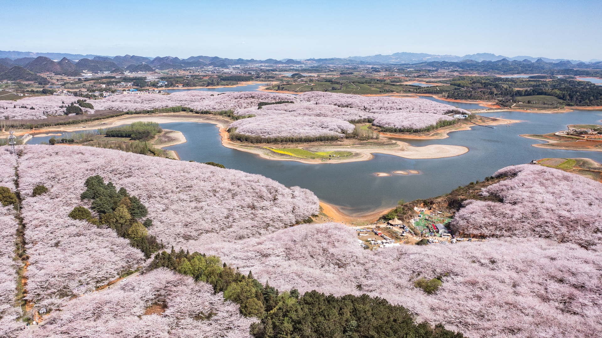 高峰镇 樱花园内 2.4 万亩樱花迎来盛花期，花团锦簇，蔚为壮观，吸引了全国各地游客前来赏花。新华社发.jpg