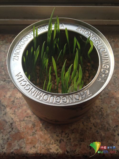 小麦草