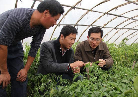林德在辣椒种植大棚里，与第一书记一起为村民指导辣椒病虫害防治。该照片由受访人供图