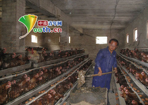 石剑成在研制发酵鸡粪。石剑成　供图