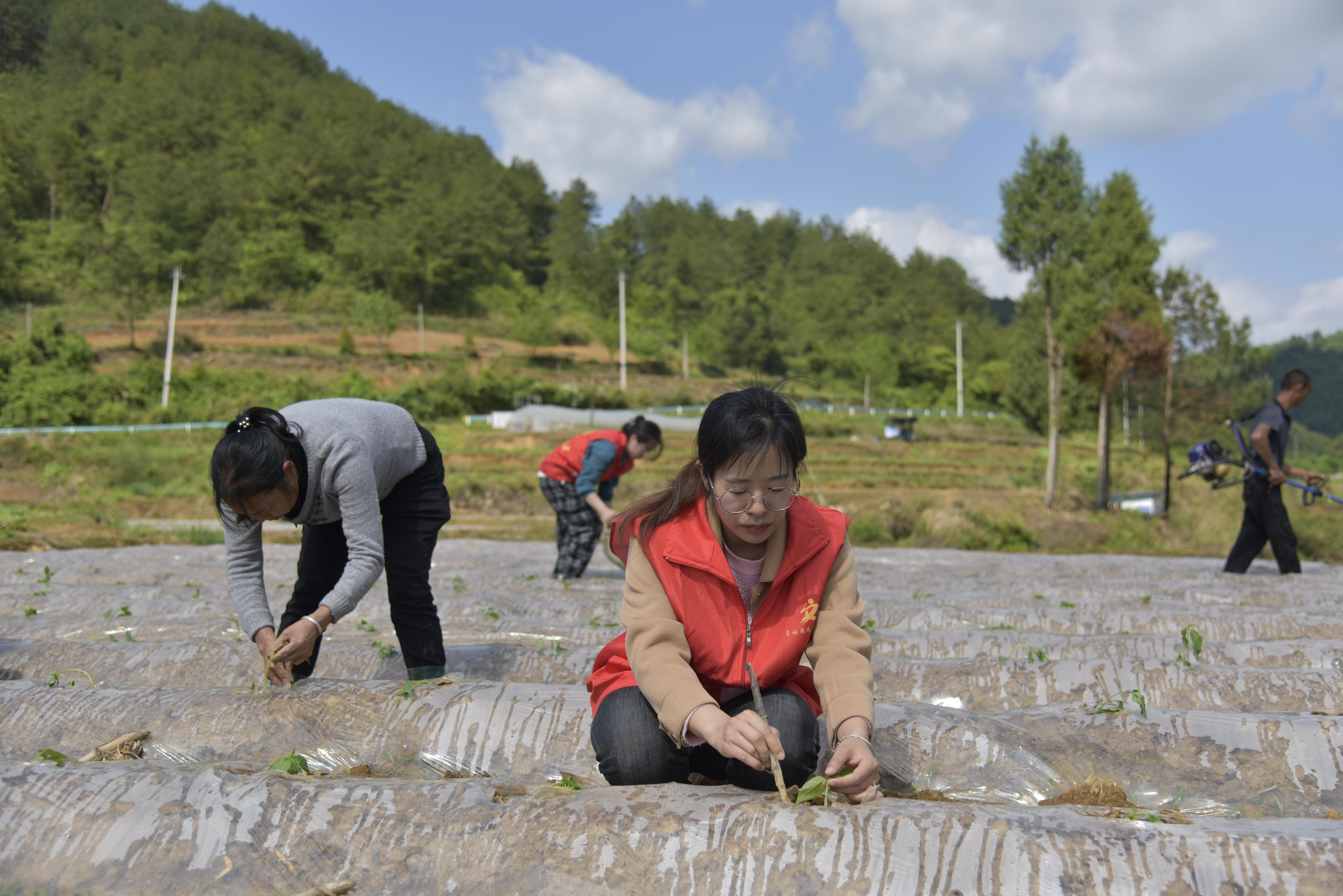 李帮容（右）在地里帮助农户种辣椒苗.jpg