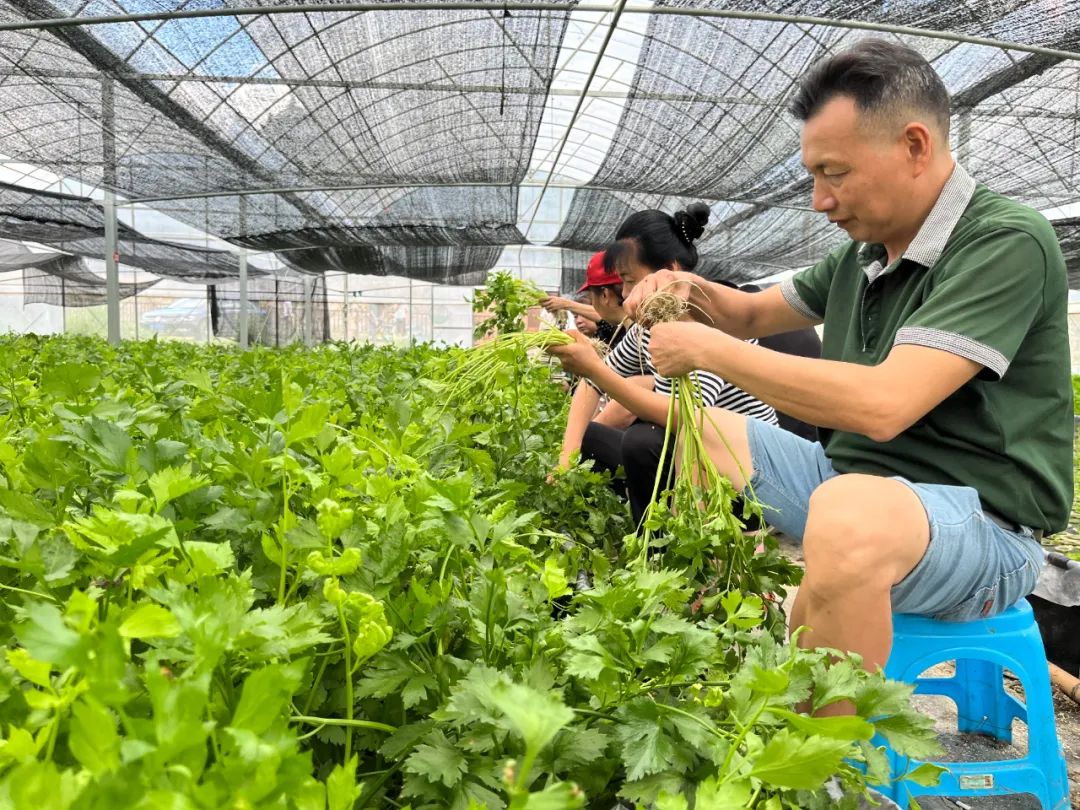 返乡党员蔡秀树（前）和农户一同采摘水培芹菜。（顺昌县委组织部供图）.jpg
