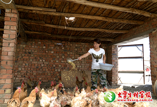 张珊在养鸡合作社给鸡喂食.JPG