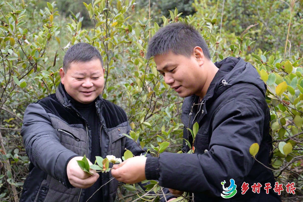 新任前路乡白茅村党支部书记田金海（右），向种植大户学习种植油茶知识。章如意 供图.jpg