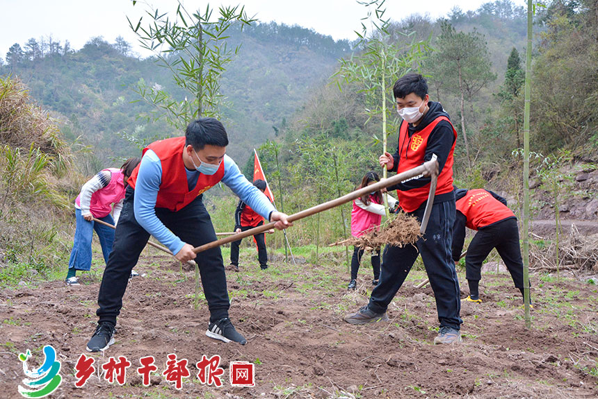 浙江天台县：根根雷竹铺就致富路（干部扶贫）4.jpg