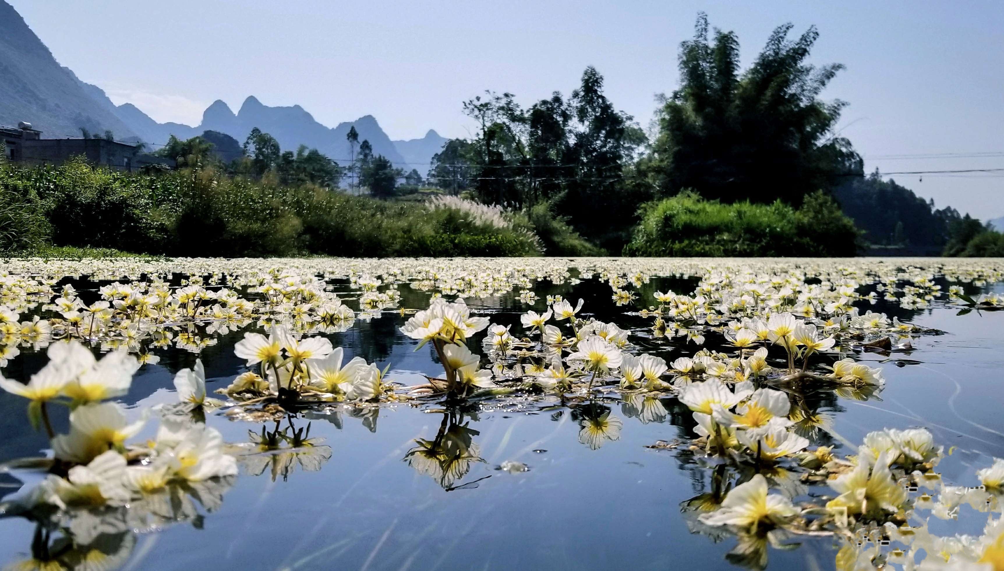 广西都安瑶族自治县三合村：海菜花开似仙境_乡村干部报网