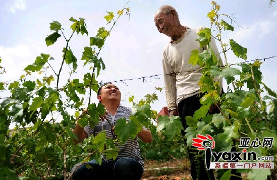 图为5月24日，阿依甫帮助75岁的呼显荣修剪枝叶。亚心网记者 马元 摄