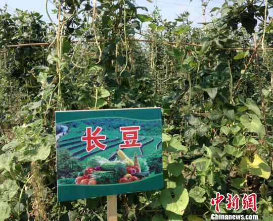 从研究生到种菜达人80后村官领村民种菜致富