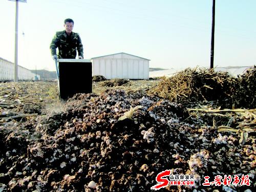 ③舍弃的菌根腐烂后还可作为有机肥再利用。