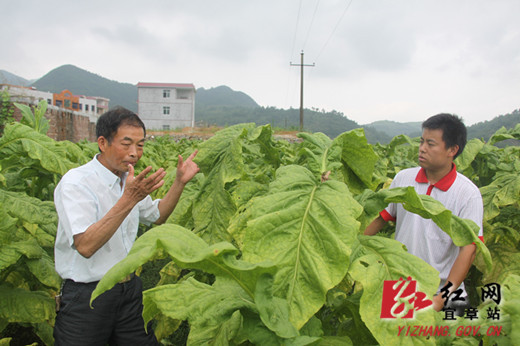新松恨不高千尺——记大学生村官向家勇