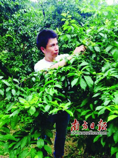 为保证质量，陈石清有时还亲自到田头挑选农产品。