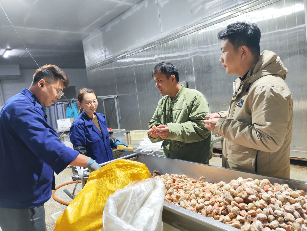 本报记者倪怀成（右二）与齐鹏辉（右一）在扇贝加工厂车间了解扇贝分拣分装。李岩 摄.jpg