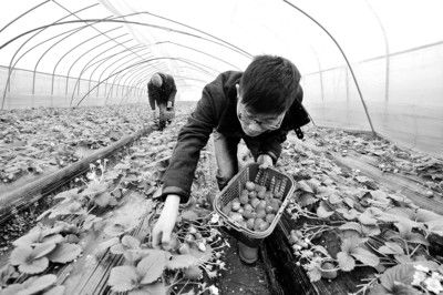 大学生村官网络叫卖草莓