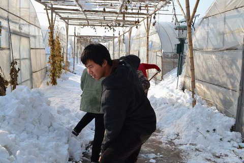 李正跟村民们一起清理瓜廊下的积雪
