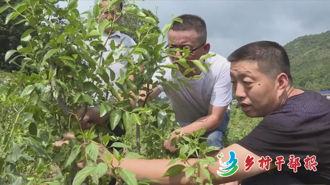 唐斌（右）在查看作物长势。 唐小花 戴晓山 摄2.jpg