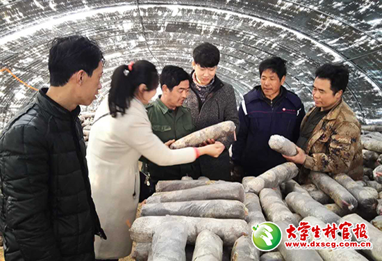 孟飞（右三）和村民试种香菇2.jpg