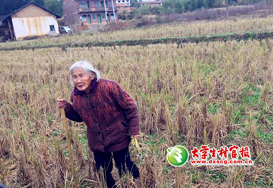拾稻穗的老奶奶.jpg
