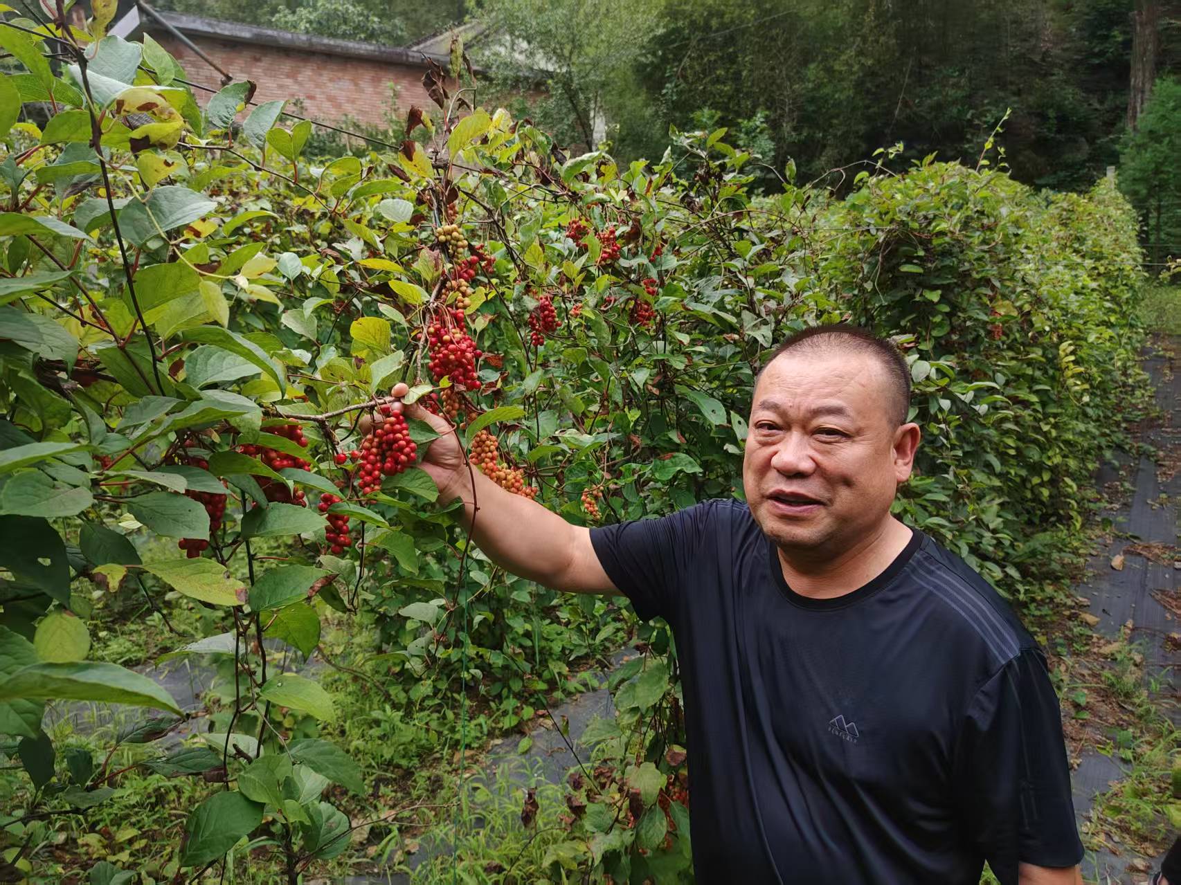 李向朝为五味子代言图片 (1).jpg