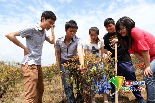 苗圃基地里，阳光正好，我们一起亲手种下希望。当桂花盛开飘香时，将是亲情、友情和爱情丰收的季节。“青春最美的不是梦，而是一起追梦的人。”这群追梦的小伙伴们将会演绎怎样的故事？